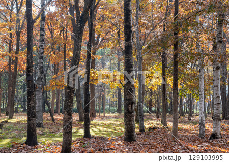 陽が当たる秋の公園 129103995