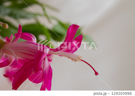 ピンクのサボテンの花 129103998