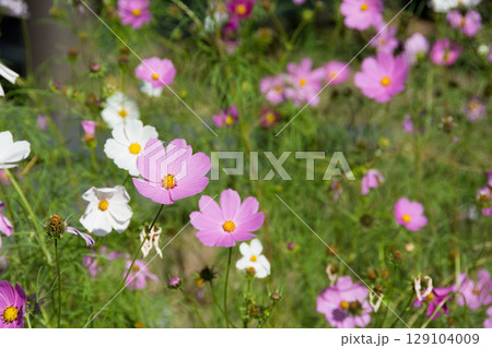 カラフルなコスモスが咲く花畑 129104009