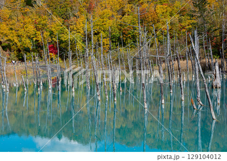 黄葉の木々を映す秋の青い池 美瑛町 黄葉の木々を映す秋の青い池 美瑛町 129104012