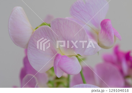 ピンクのスイートピーの花束 129104018