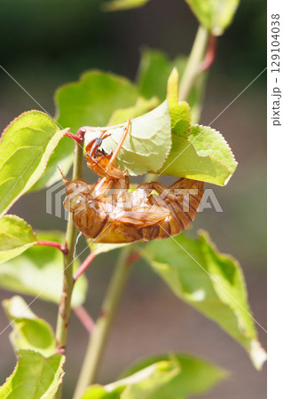 脱皮したセミの抜け殻 脱皮したセミの抜け殻 129104038