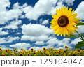 夏の風景　青い空とひまわり畑 129104047
