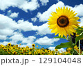 夏の風景　青い空とひまわり畑 129104048