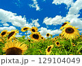 夏の風景　青い空とひまわり畑 129104049