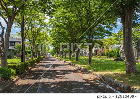 湖西線マキノ駅前の並木道 滋賀県高島市マキノ町 湖西線マキノ駅前の並木道 滋賀県高島市マキノ町 129104097