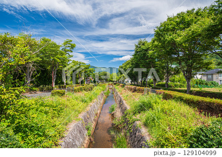 湖西線マキノ駅前の並木道 滋賀県高島市マキノ町 湖西線マキノ駅前の並木道 滋賀県高島市マキノ町 129104099