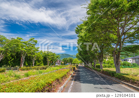 湖西線マキノ駅前の並木道 滋賀県高島市マキノ町 湖西線マキノ駅前の並木道 滋賀県高島市マキノ町 129104101