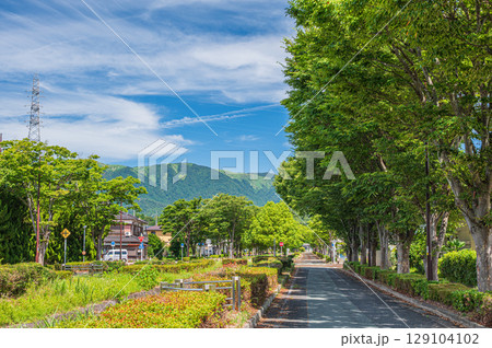 湖西線マキノ駅前の並木道　滋賀県高島市マキノ町 129104102