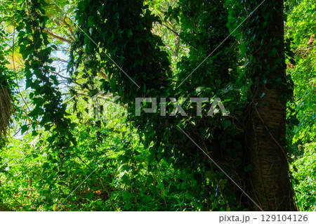 森の蔓 森の蔓 129104126