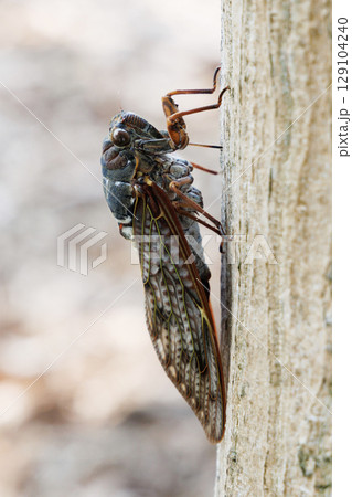 木に止まるアブラゼミ 木に止まるアブラゼミ 129104240