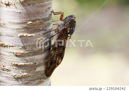 木に止まるアブラゼミ 129104242