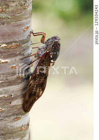 木に止まるアブラゼミ 木に止まるアブラゼミ 129104243