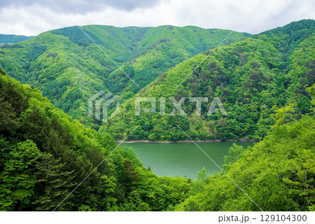 長野県道26号奈川木祖線から望む梓湖沿いの新緑 長野県道26号奈川木祖線から望む梓湖沿いの新緑 129104300