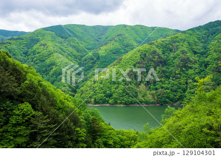 長野県道26号奈川木祖線から望む梓湖沿いの新緑 長野県道26号奈川木祖線から望む梓湖沿いの新緑 129104301
