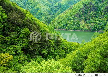 長野県道26号奈川木祖線から望む梓湖沿いの新緑 129104303