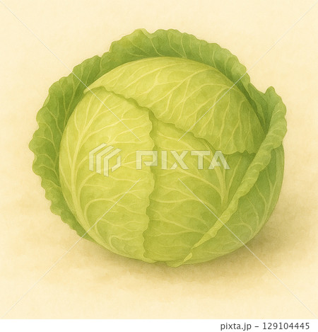 丸ごとのキャベツの水彩イラスト 129104445