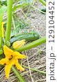 【野菜】ズッキーニの実｜花付き・収穫前の様子 129104452