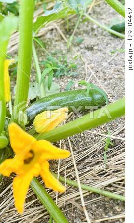 【野菜】ズッキーニの実|花付き・収穫前の様子 【野菜】ズッキーニの実|花付き・収穫前の様子 129104452