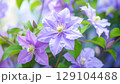 クレマチス プリンスチャールズの花～満開 129104488
