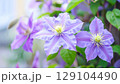 クレマチス プリンスチャールズの花～満開 129104490