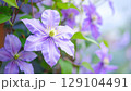 クレマチス プリンスチャールズの花～満開 129104491