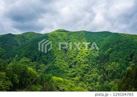 信州奈川の新緑風景 129104765