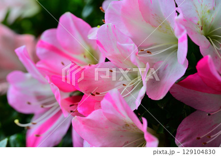 艶やかな満開のさつき　皐月　　 129104830