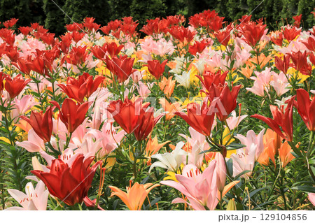 百花繚乱のユリの花々 百花繚乱のユリの花々 129104856