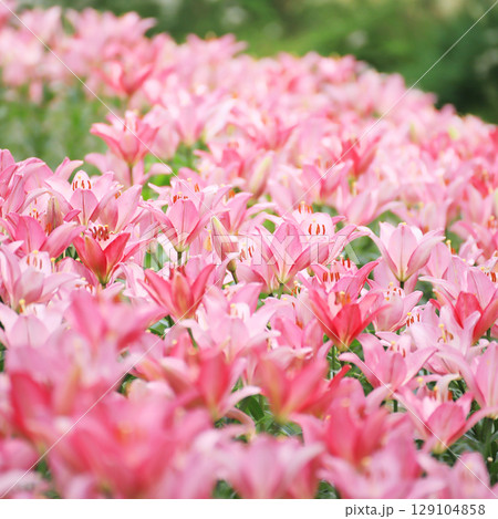 ピンク色の可愛いユリ達 129104858