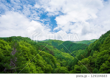 信州奈川の新緑風景 129104883