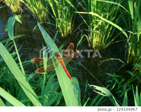 夏の水田　イネの葉に赤とんぼ 129104967
