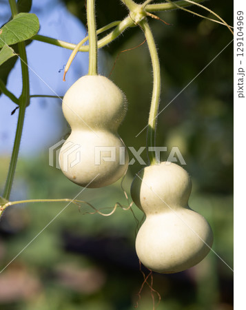 可愛いて小さな千成瓢箪の実 129104969