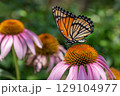 Monarch Butterfly on Purple Cone-flower. 129104977