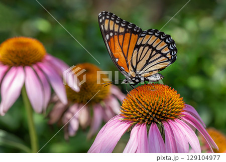 Monarch Butterfly on Purple Cone-flower. Monarch Butterfly on Purple Cone-flower. 129104977