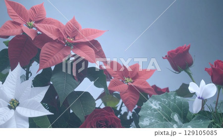 12月誕生花　ポインセチア、シクラメン 129105085