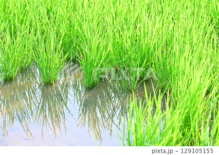 成長する稲 荒川河川敷 さいたま市 成長する稲 荒川河川敷 さいたま市 129105155