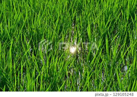 日照りの中成長する稲 荒川河川敷 さいたま市 日照りの中成長する稲 荒川河川敷 さいたま市 129105248