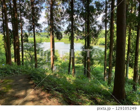 森の中の静かな森 129105249