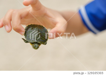 亀を持つ子供の手　ミシシッピアカミミガメ　外来種 129105303