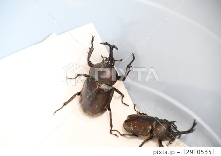 カブトムシ カブトムシ 129105351