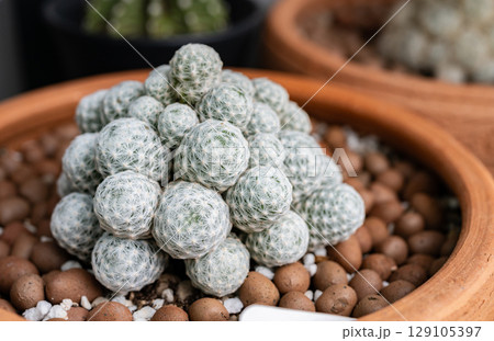 A pot of Mammillaria humboldtii cactus. This is one of the most beautiful species, with candid white spines. A pot of Mammillaria humboldtii cactus. This is one of the most beautiful species, with candid white spines. 129105397