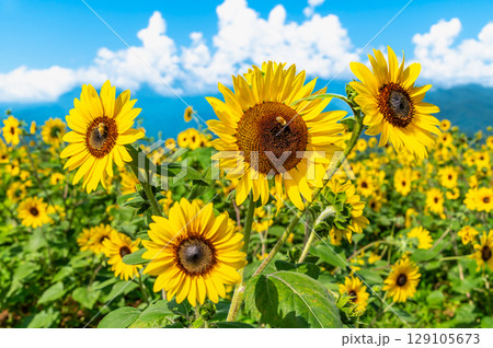 山梨 明野のひまわり畑 山梨 明野のひまわり畑 129105673