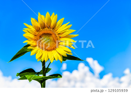 ひまわりと夏空 ひまわりと夏空 129105939