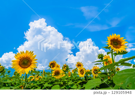 ひまわりと夏空 ひまわりと夏空 129105948
