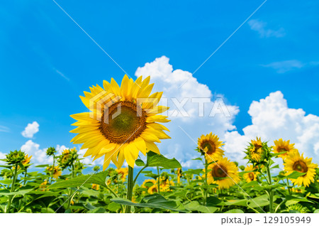 ひまわりと夏空 ひまわりと夏空 129105949