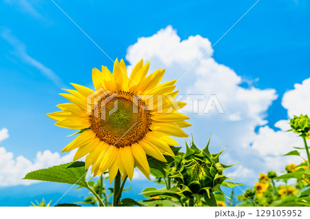 ひまわりと夏空 ひまわりと夏空 129105952