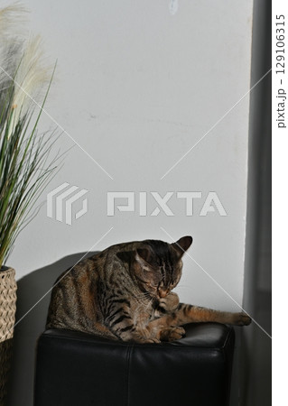 A tabby cat is grooming itself by licking. A tabby cat is grooming itself by licking. 129106315