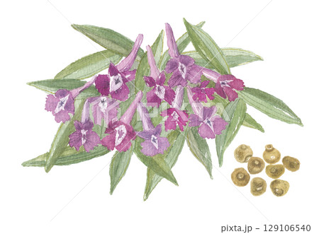 水彩で描いた延胡索・エンゴサクの花と塊茎 129106540