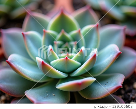 Echeveria Spiral with Pink Tipped Fleshy Leaves over Soil Surface in Natural Macro Composition for Editorial Use 129106608